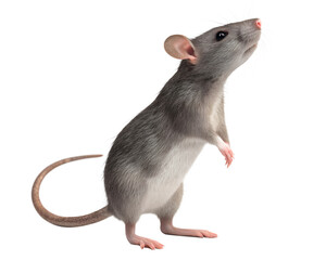 A rodent standing upright on its hind legs with a curious gaze isolated on a transparent background