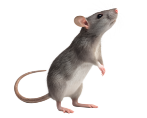 A rodent standing upright on its hind legs with a curious gaze isolated on a transparent background
