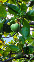 Close up of vibrant green fruit Barrigtonia asiatica,  among lush leaves in tenerife, spain, Botanical Garden Puerto de la Cruz 