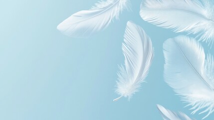 Naklejka premium White feathers float gently against a soft blue background beautifully