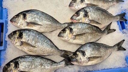 Fresh sea breams on ice in a blue plastic box at the fish market in tenerife, spain