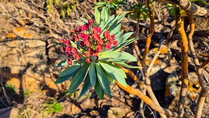 Close up of a balsam spurge plant  thriving in the arid volcanic terrain of tenerife, canary islands, spain