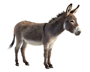 Fototapeta premium A single donkey standing isolated on a transparent background