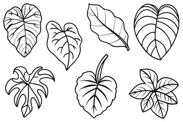 Philodendron Leaf Line Art Design for Botanical Illustration and Artwork  