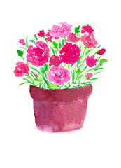 鉢に入ったカーネーション