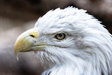Fototapeta premium Bald Eagle head portrait up close