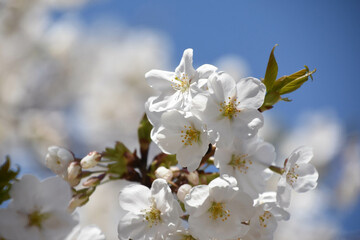 青空に桜