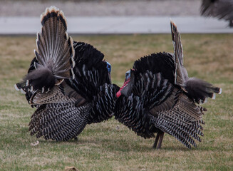 Wild turkey face off