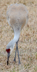 Sandhill Crane