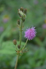 Makahiya pink flower