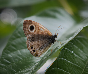 Obraz premium Butterfly 