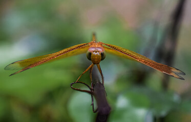 Dragonfly 