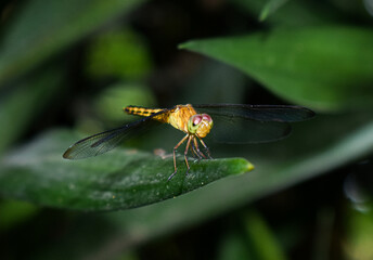 Dragon fly