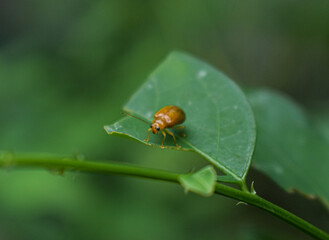 Bugs on leaves 