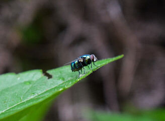 Fly on leaves 