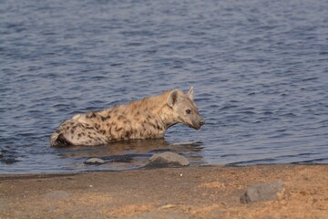 wild iena in safari - botswana Africa
