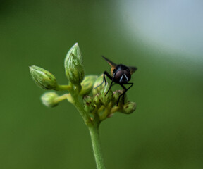 Fly on flower