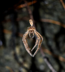 Spider 