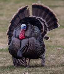 Wild turkey