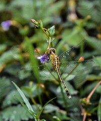 dragonfly on a branch