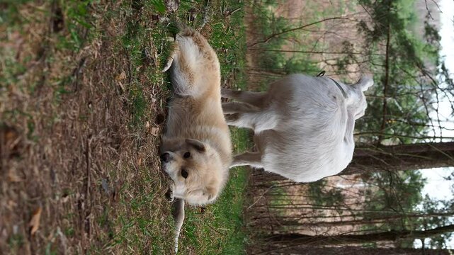 funny puppy dog ​​lies on back plays fooling around