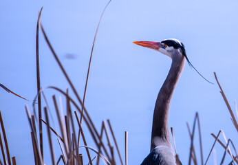 Great Blue Heron