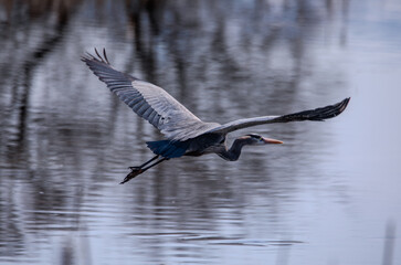 heron in flight