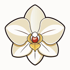 orchid isolated on white background