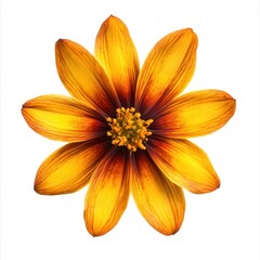 A single Coreopsis petal photography botanical details.