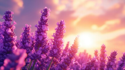 Obraz premium Lavender fields bloom at sunset showcasing vibrant purple flowers in a serene landscape
