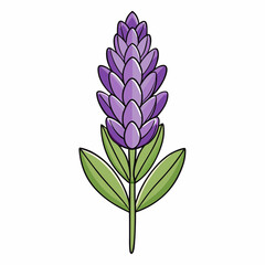 violet flower isolated on white