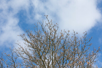 sky and tree