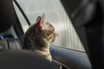 Cat riding in a car