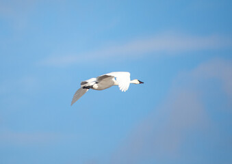 Swan in flight