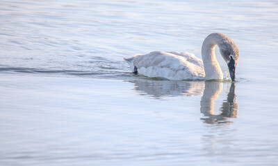 Trumpeter Swam