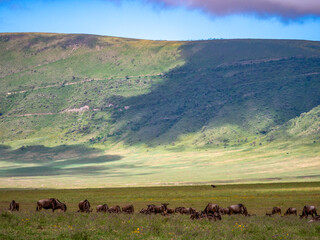 Ngorongoro Crater landscape with grazing blue wildebeest (Connochaetes taurinus).
