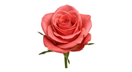 Isolated Pink Rose Flower