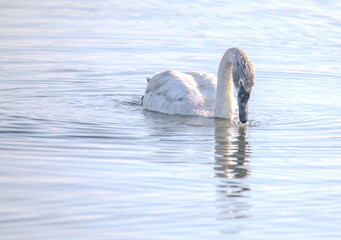 Swan on water