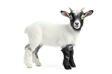 Obraz premium a goat with horns standing in the snow