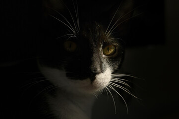 Obraz na płótnie Canvas Tuxedo cat in natural sun light