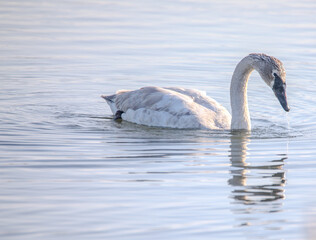 swan on the water