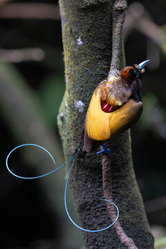 Magnificent bird of paradise (Diphyllodes magnificus) male, perched on branch, Arfak, West Papua. 