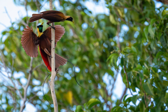 Red bird of paradise (Paradisaea rubra) male, perched on dead branch displaying to female, Waigeo Island, Raja Ampat, West Papua, Indonesia. 