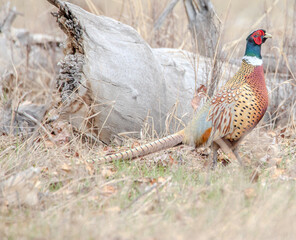 pheasant in the grass