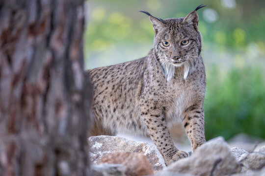 Iberian lynx (Lynx pardinus) portrait, Sierra de Andujar, Andalucia, Spain. January. 