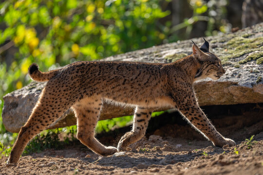 Iberian lynx (Lynx pardinus) walking, portrait, Sierra de Andujar, Andalucia, Spain. January. 
