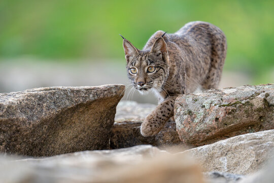 Iberian lynx (Lynx pardinus) stalking, Sierra de Andujar, Andalucia, Spain. January. 
