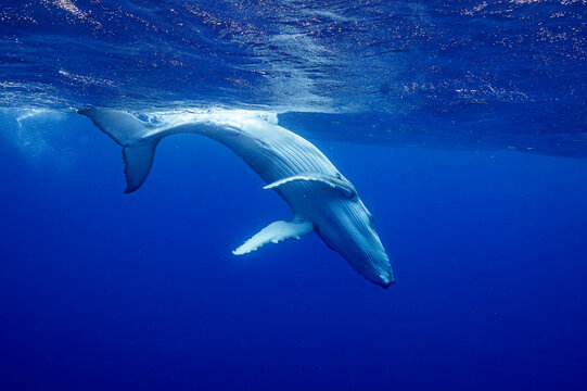 Humpback whale (Megaptera novaeangliae) calf, diving underwater, off Tubuai, French Polynesia, Pacific Ocean. 