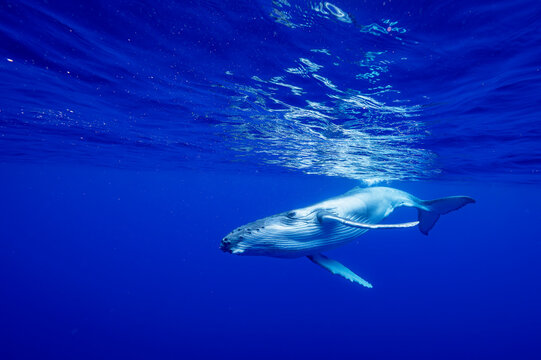 Humpback whale (Megaptera novaeangliae) calf swimming underwater, off Tubuai, French Polynesia, Pacific Ocean. 