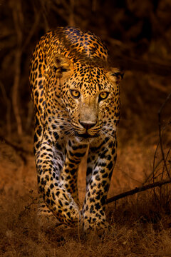 Asian leopard (Panthera pardus) prowling through forest, Kumana, Sri Lanka. 
